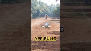 Pure love between Ongole bulls \u0026 farmer ..comment లో hi పెట్టండి