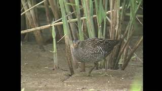 コモンクイナ（1）珍鳥（イギリス） - Spotted Crake - Wild Bird - 野鳥 動画図鑑