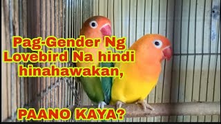 PAANO MAG GENDER NG AFRICAN LOVEBIRD NA HINDI HINAHAWAKAN | ALABBIRD-TEAM MAPAGMAHAL