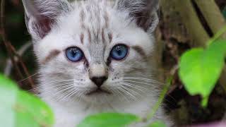 Blue-Eyed Cat - Proverbs 20:30