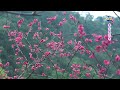 2017泰安櫻花季 cherry blossom