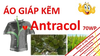 Antracol cách sử dụng và công dụng áo giáp kẽm | Bayer CropScience | thuốc trừ bệnh