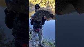 Monster size thilapia fishing 🎣 #telugufishing #villagefishing #fishcutting