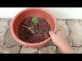 ponnanganni cheera dwarf copperleaf spinach   propagation from cuttings 🌱 പൊന്നാങ്കണ്ണി ചീര