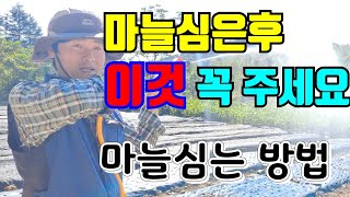 마늘심는시기,손으로 꾹꾹 마늘쉽게 심는방법,