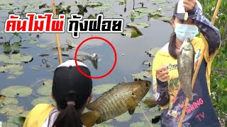 เจอหมายเด็ด คันไม้ไผ่ กุ้งฝอย | เด็กตกปลา