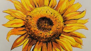 【土人教画】301 彩色铅笔画-向日葵Terrain art class  Crayon- Sunflower 土人老师网课报名微信号：16478318998