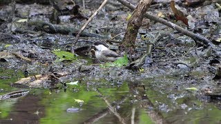 河口湖フィールドセンターのコガラの水浴び　その４５（4K60P動画）