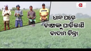 ଧାନ ପରେ ଚାଷୀଙ୍କୁ ଘାରିଲାଣି ବାଦାମ ଚିନ୍ତା | Dhenkanal Argus News