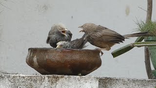 தவிட்டுக் குருவிகளின் ஆனந்தக் குளியல் | Yellow billed babbler's Bath