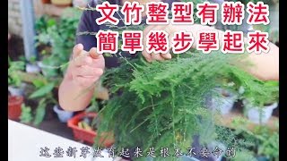 【天天小花農】文竹新長出的嫩芽怎樣處理? 這樣簡單處理一下 ，到了花期還能開花