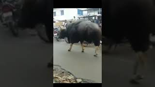 real Beast bull || fu#€¥$g beast ||muscular bodybuilder bull || fittest bull #shorts