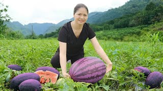 Farm Fresh: Harvesting Rare Watermelons \u0026 Making Delicious Juice