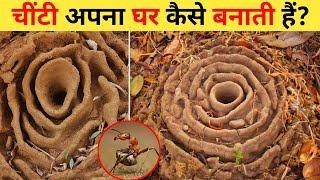 चिटियों का घर | Chiti Apna Ghar Kaise Banate Hai | Top 12 Most Amazing Nests Build By Ants