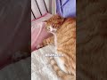 【家有猫三宝】假期里的母老虎们都已经露出真面目了吧 cat pets animals funny 猫