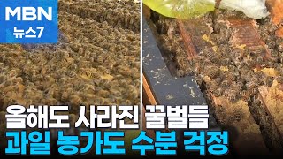 올해도 절반 이상 벌통에 꿀벌이 없다…과일 생산 '비상' [MBN 뉴스7]