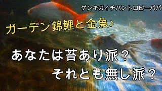 ＃錦鯉＃金魚＃プール【錦鯉金魚ブログ】あなたは苔あり派？それとも無し派？