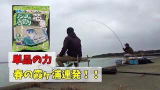 【ダンゴの底釣り 芯華】【マルキュー】　春の霞ヶ浦ヘラブナ釣り！！