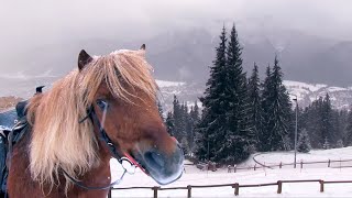 Zakopane - Wonderful Tourist Trap [Kult America]