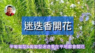 迷迭香可以種很久嗎？會開花嗎？