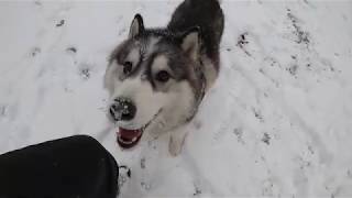 雪が嬉しいシベリアンハスキー