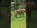 台北市立動物園一日遊：獅子