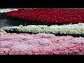 floral installation art ~ 台北花博公園花毯裝置藝術 *首創20萬朵鮮切花展示