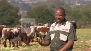 S AFRICA:CASH COW FARM