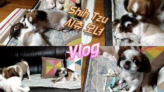 시츄 모녀 홍,설 저녁 Vlog / Mother and daughter Vlog