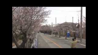 2013.4.4 福島県富岡町夜ノ森の桜