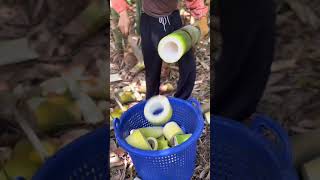 Skills cutting harvesting bamboo shoots in the farm