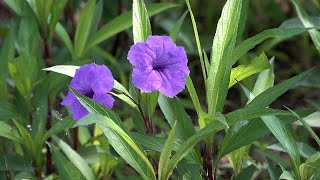 바람처럼 구름처럼  / 정심 김덕성