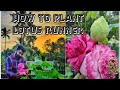 how to plant lotus runner...