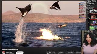 Susu Explosive Mating Display