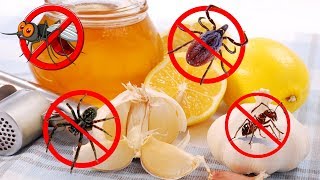 21 Natural Remedies to Keep Your Home Pest-Free Without Using Toxic Chemicals