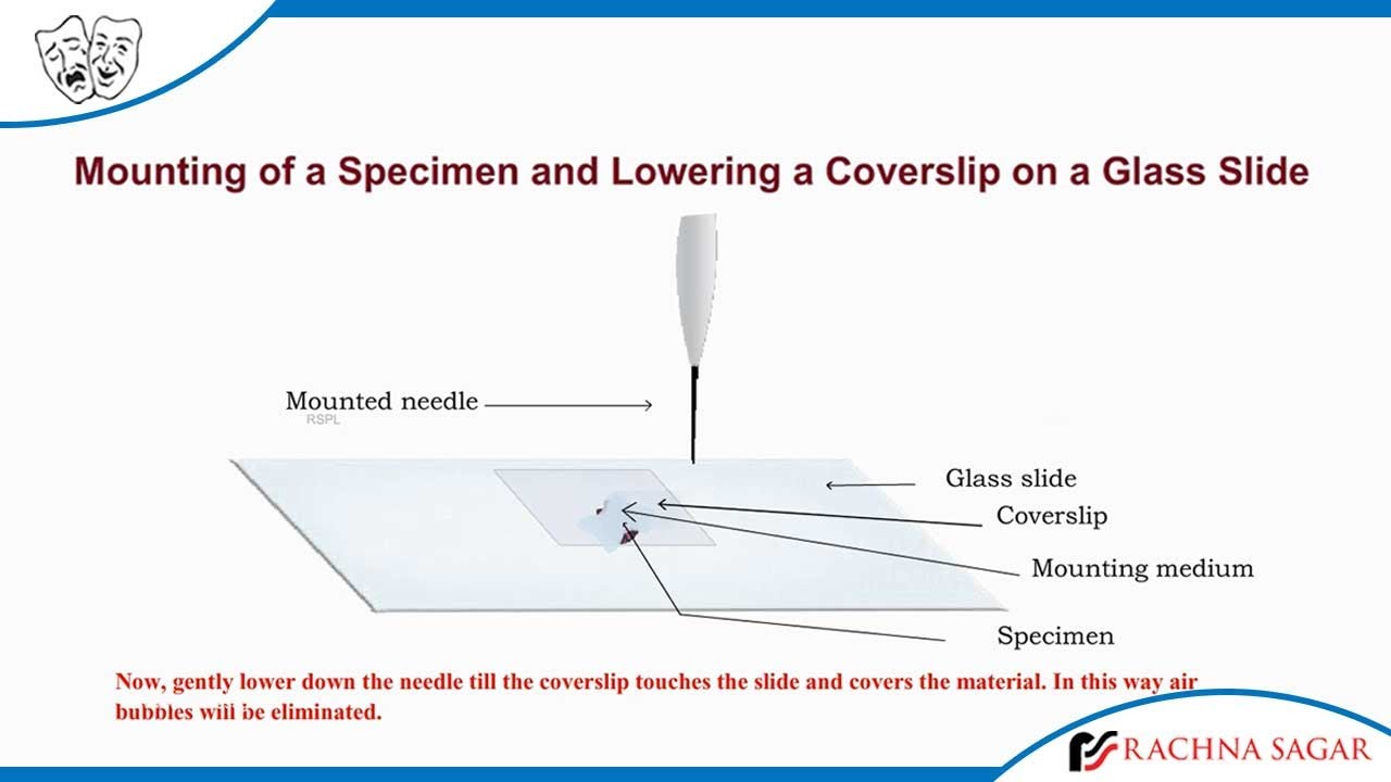 Mounting Of A Specimen And Lowering A Coverslip On A Glass Slide Youtube