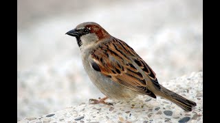 Tips To Save Sparrows | Attracting Sparrows in My Balcony