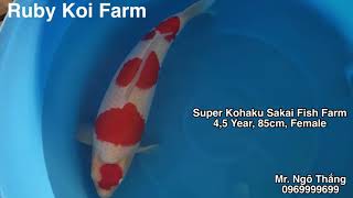 Super Kohaku Sakai Fish Farm. Call \u0026 Zalo 0969999699. #Koi #Kohaku #SakaiFishFarm