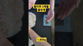 말티푸 3개월 몸무게#말티푸 12주차 몸무게#새끼강아지 몸무게