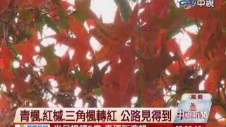 中視新聞》阿里山楓紅 月底至12月中最佳觀賞期