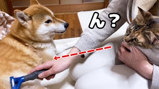 大好きな柴犬の抜け毛でテンションが上がる子ども猫【犬の換毛期ブラッシング】