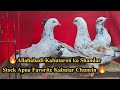 Indias Best Allahabadi Kabutar - High Quality Aur Low Price