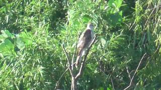 L0263　大分川　オオタカ　Oita River　Goshawk