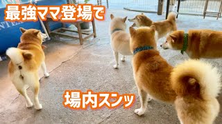 一瞬で場内が静まる最強ママと子犬みたいにハムハムする白柴夫婦がとっても可愛いw