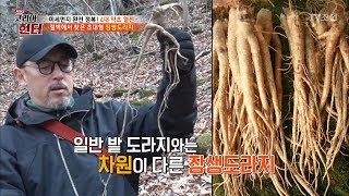 일반 도라지와 차원이 다른 크기! ‘장생도라지’ [뉴 코리아 헌터] 99회 20180423