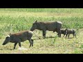 african warthog wild pig