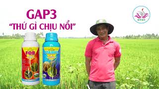 Nhà nông NGUYỄN VĂN CHIẾN chia sẻ kinh nghiệm sử dụng thuốc GAP3 quản lý bệnh trên lúa hiệu quả.