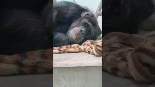 師走👀⑦チンパンジー・スグルくん・ギンくん・沖縄こどもの国・・・Chimpanzee ・Okinawa Zoo \u0026 Museum(20221229)