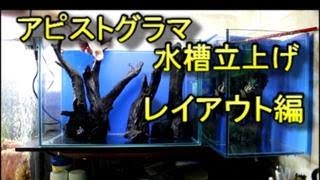 アピストグラマ水槽立上げ　レイアウト立上げ編