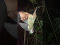 TEMBAKAN MEMATIKAN BERBURU BURUNG PUNAI MALAM HARI